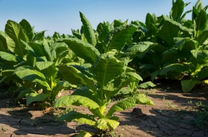 Infecção pelo vírus mosaico 2BWAXKT TMV. Doenças do tabaco. Nicotiana tabacum.