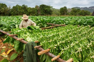 Nông dân thuốc lá thu thập lá thuốc lá